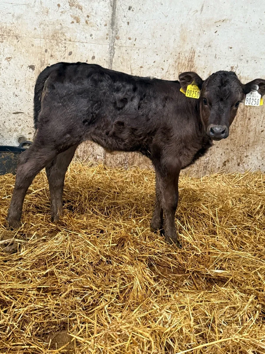 Heifer Calf