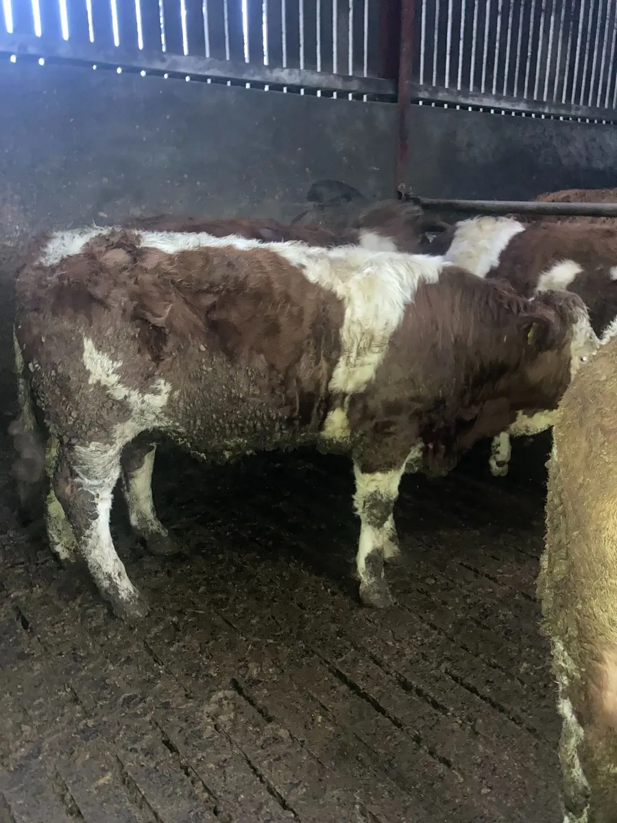 2 PB Simmental/Fleckvieh weanling bulls - Image 3