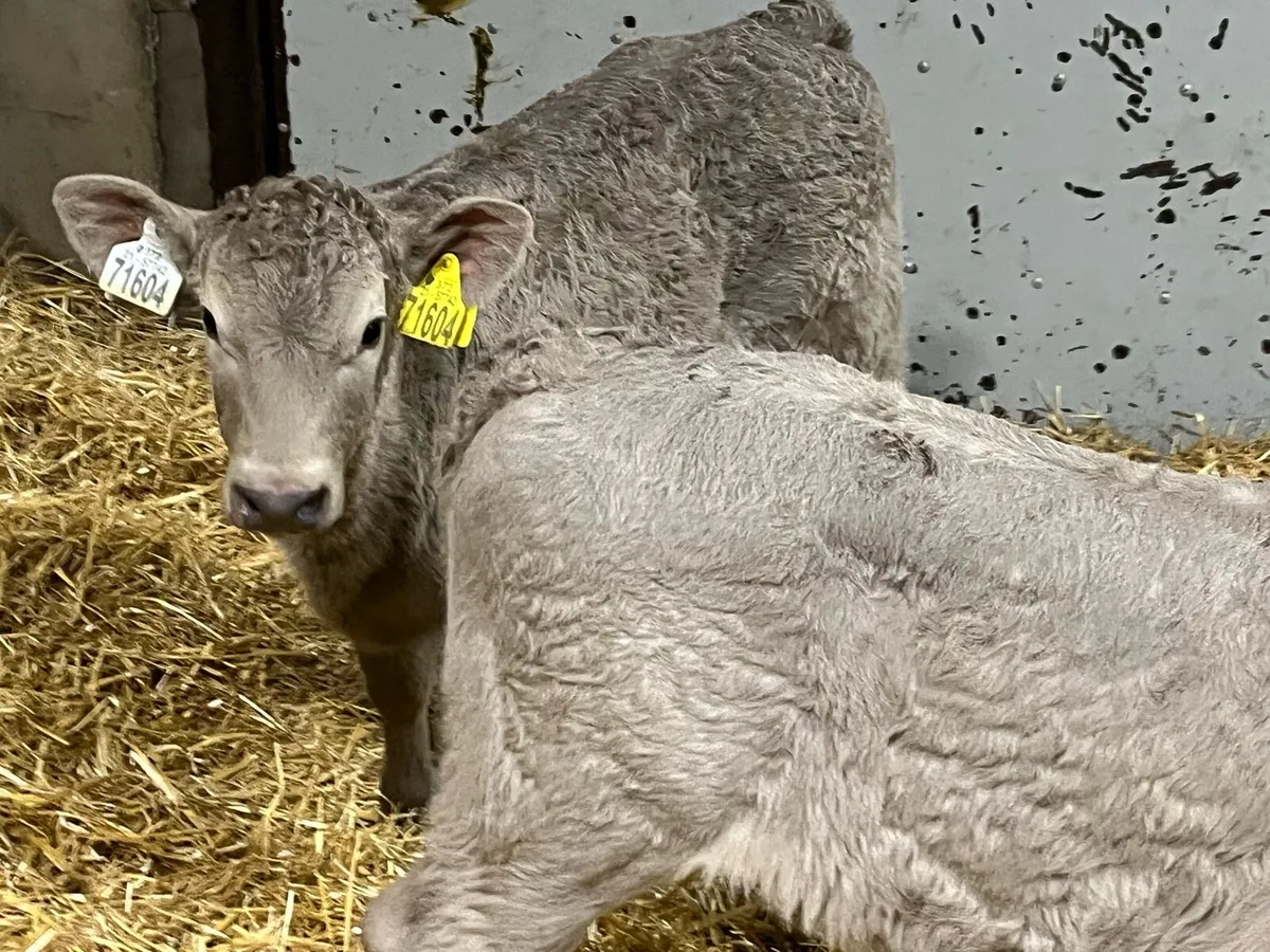 5 Serious Charolais Heifer Calves - Image 3