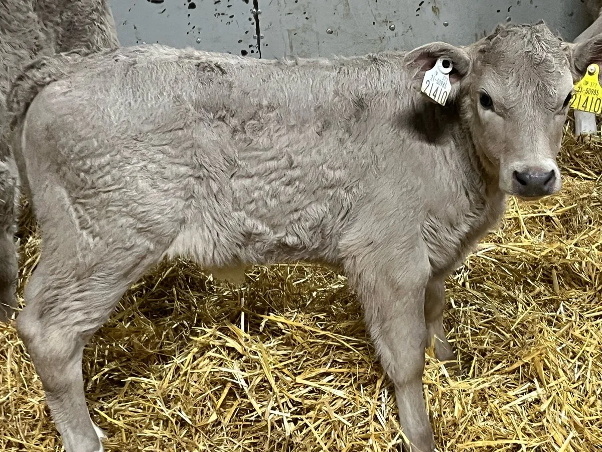5 Serious Charolais Heifer Calves - Image 4
