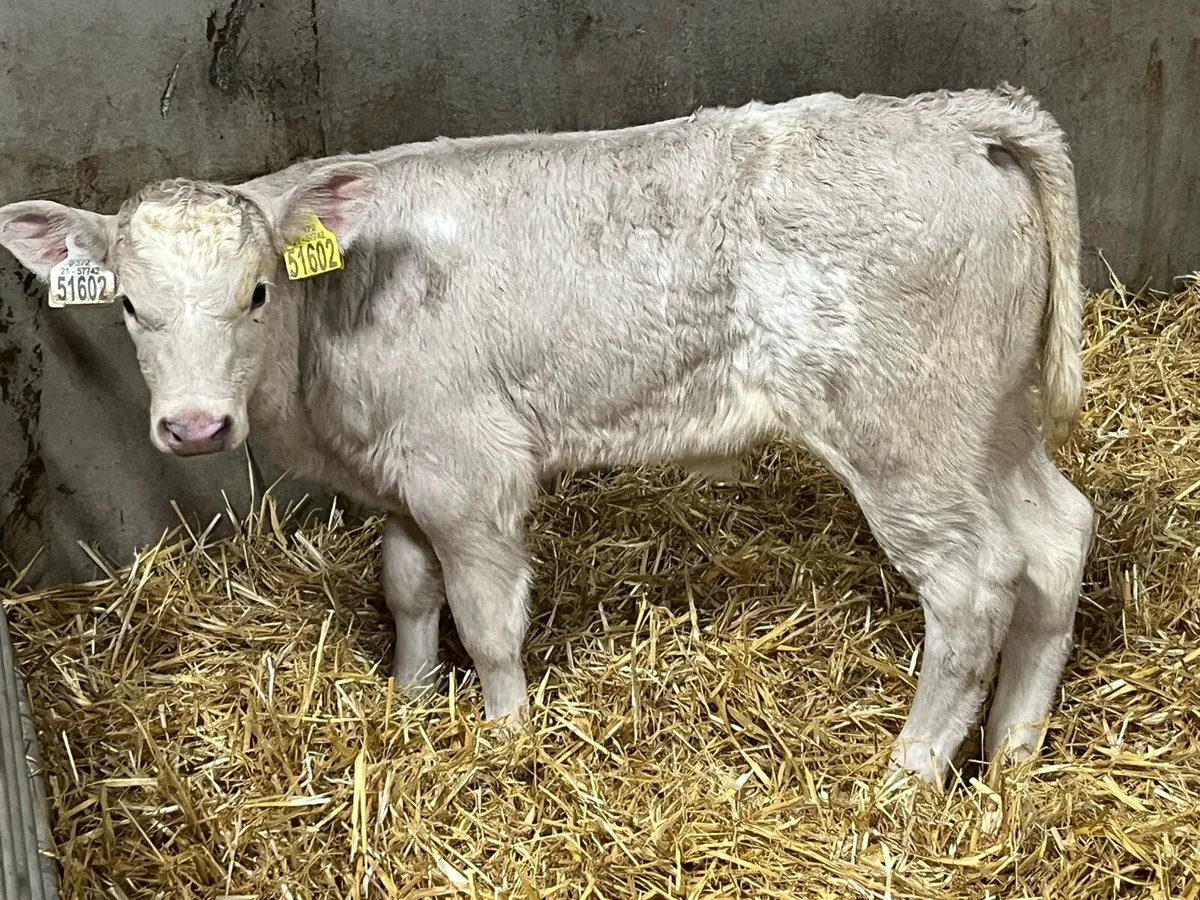 5 Serious Charolais Heifer Calves - Image 1