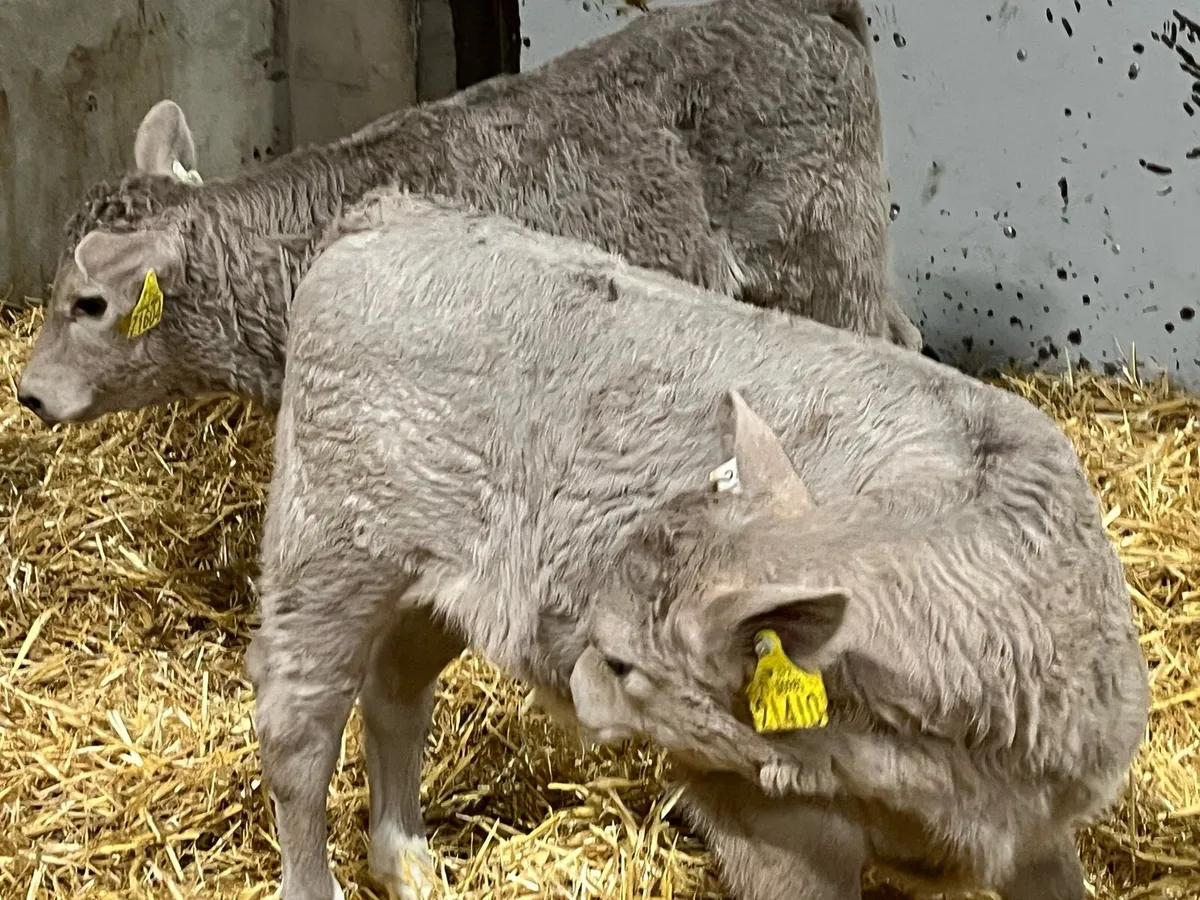 5 Serious Charolais Heifer Calves - Image 2