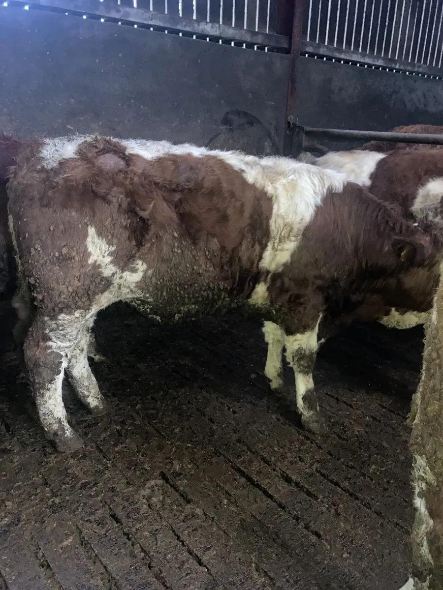 2 PB Simmental/Fleckvieh weanling bulls - Image 4