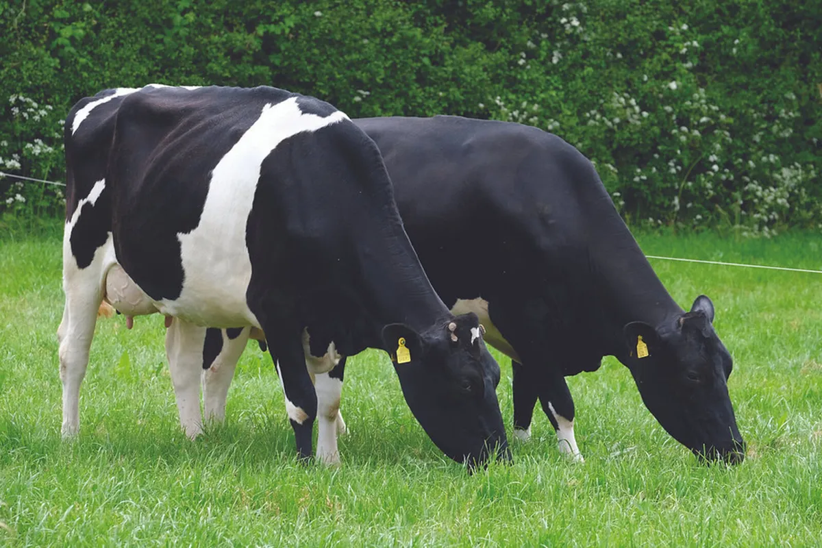 Friesian cow for sale
