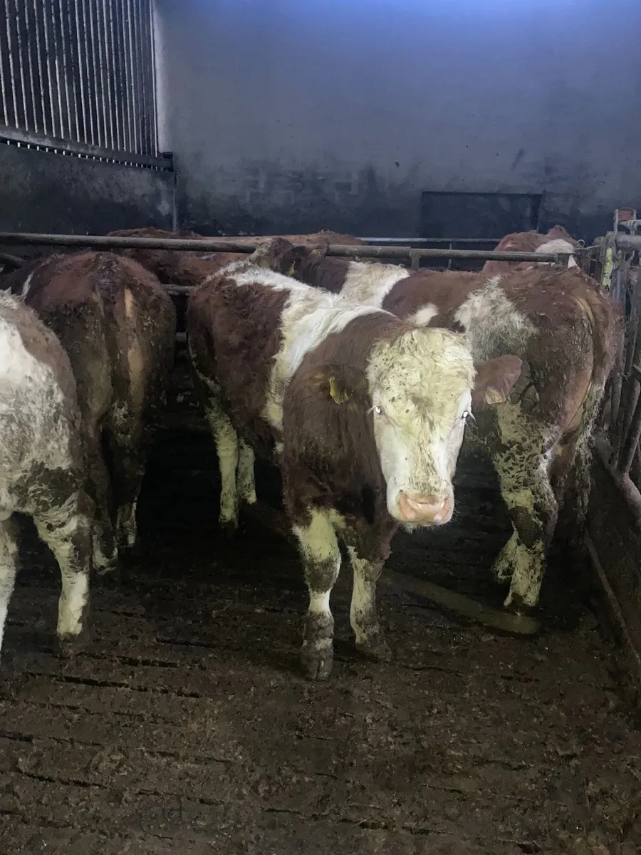2 PB Simmental/Fleckvieh weanling bulls - Image 1