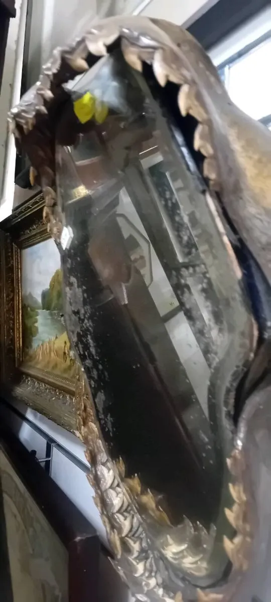 Victorian Taxidermy Great White Sharks Mouth - Image 2