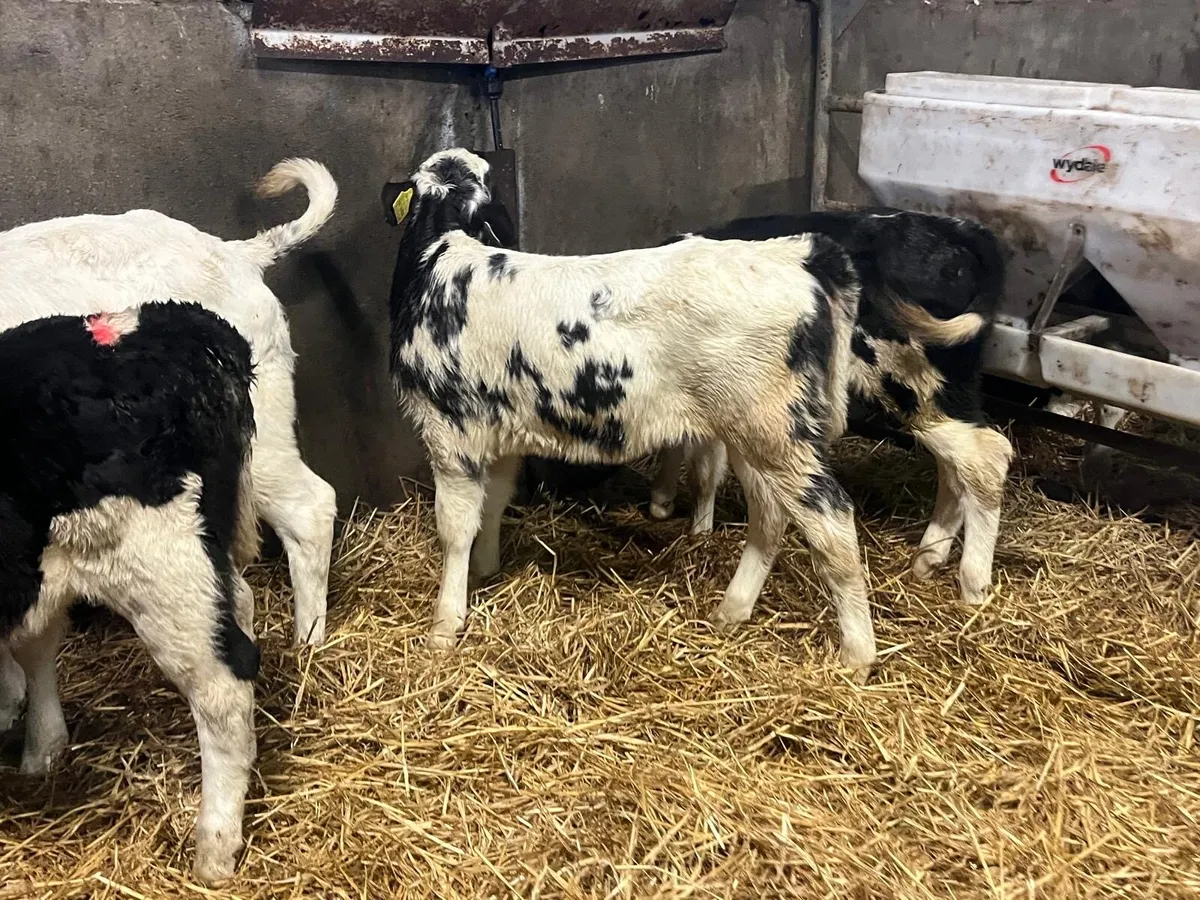 5 super strong Belgian blue heifer calf’s - Image 1