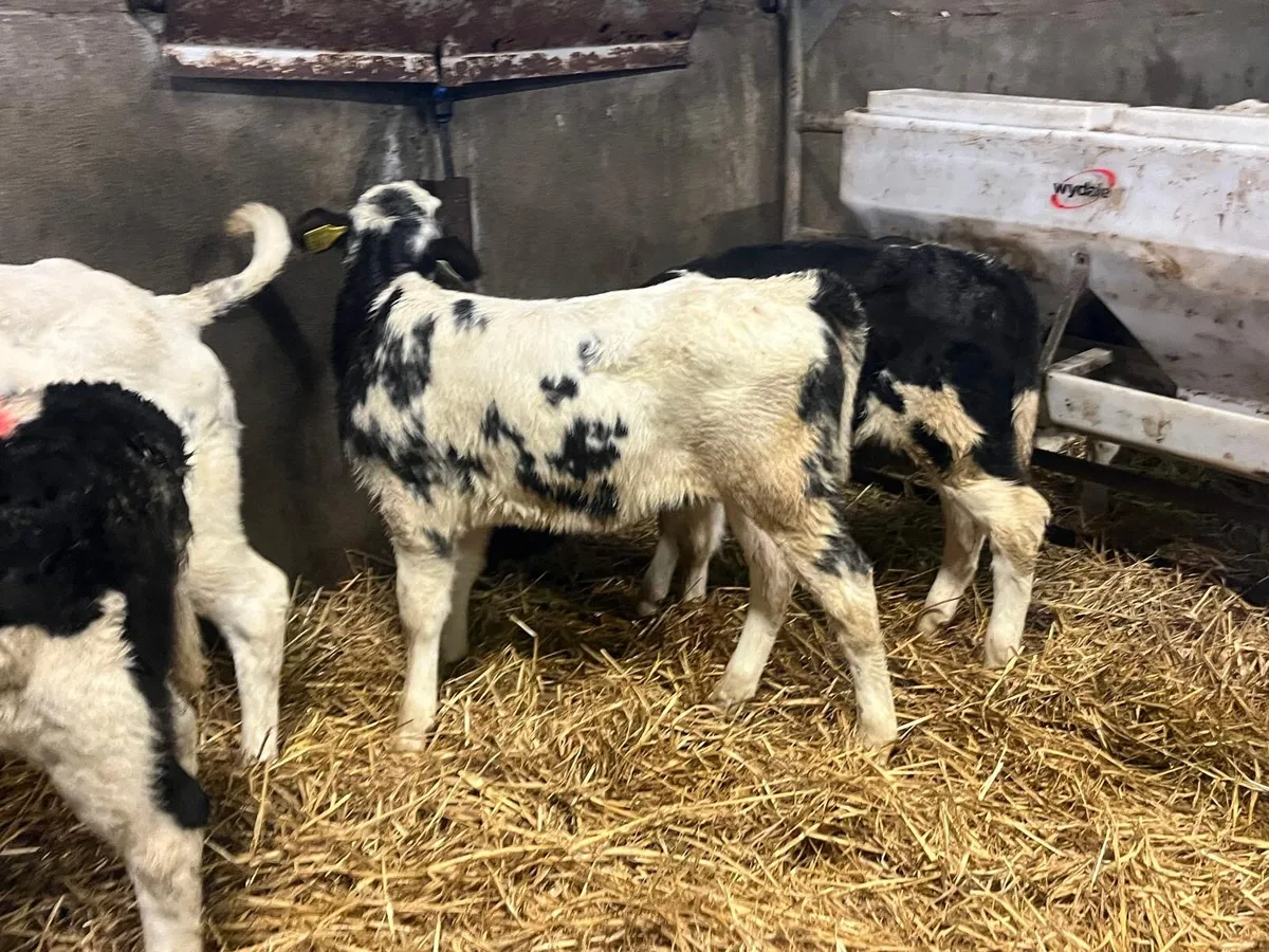 5 super strong Belgian blue heifer calf’s - Image 2