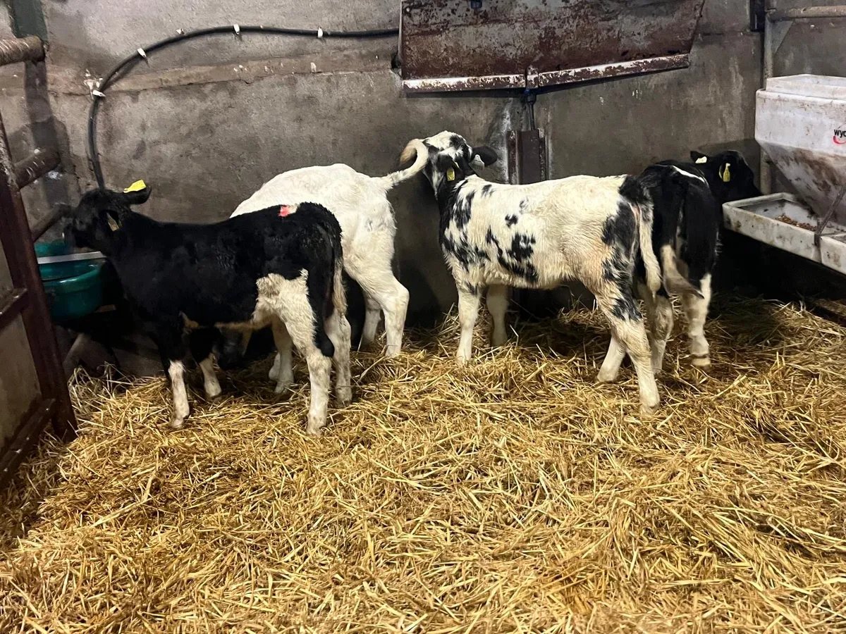 5 super strong Belgian blue heifer calf’s - Image 3