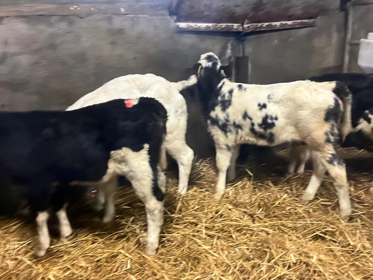 5 super strong Belgian blue heifer calf’s - Image 4