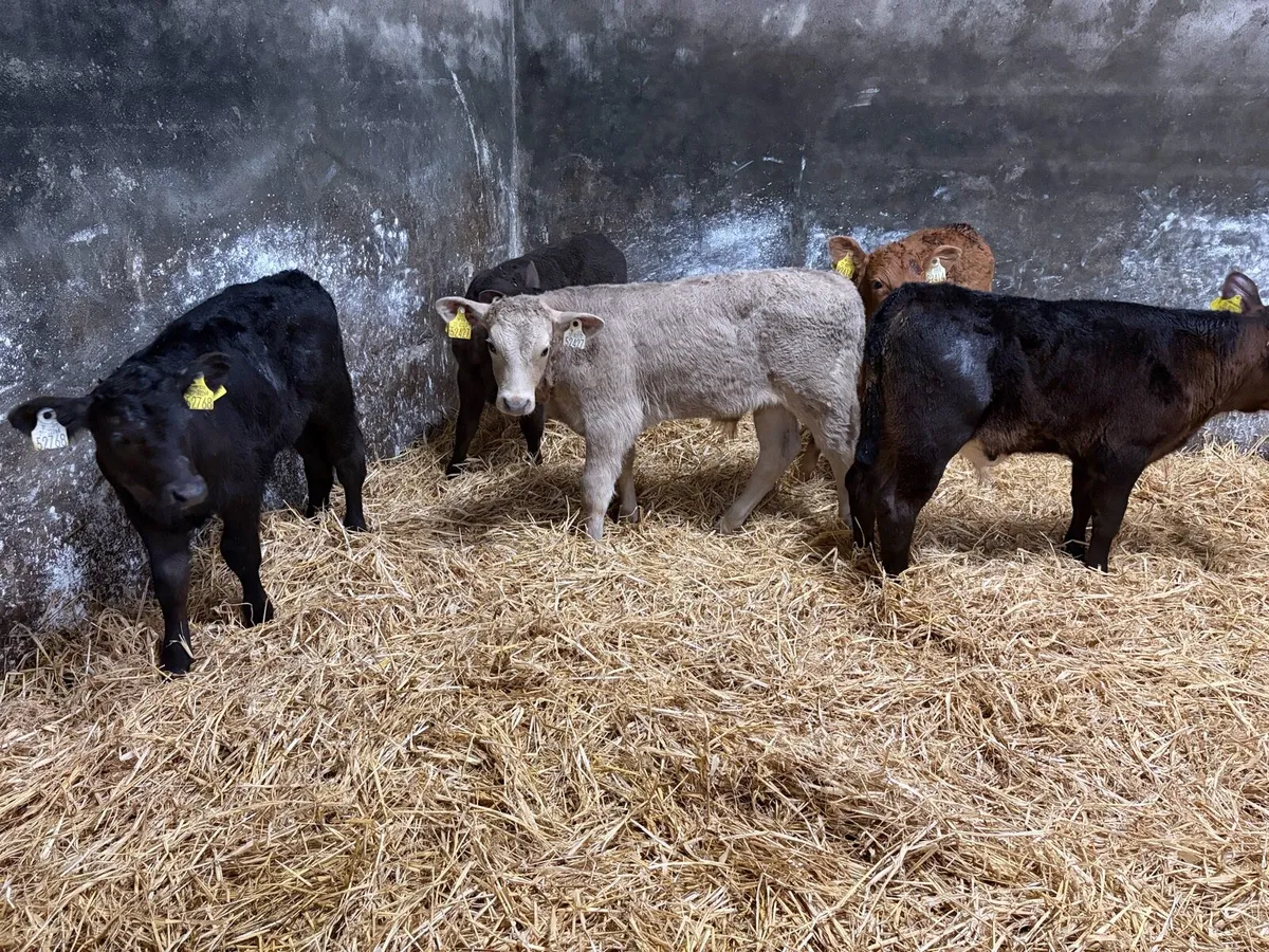 5 super 6 week old continteal bull calfs for sale - Image 1