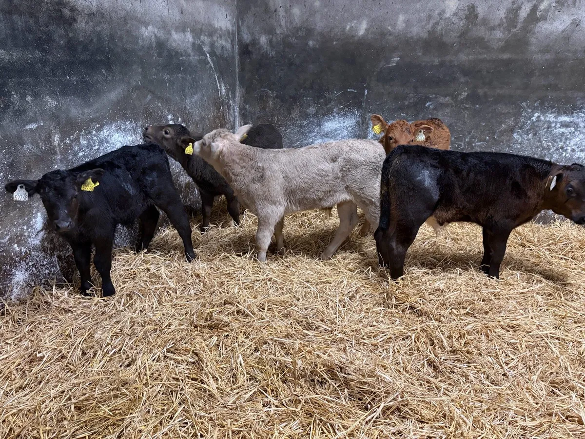 5 super 6 week old continteal bull calfs for sale - Image 2