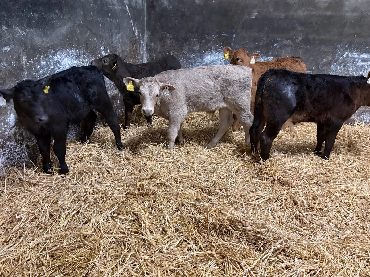5 super 6 week old continteal bull calfs for sale - Image 3