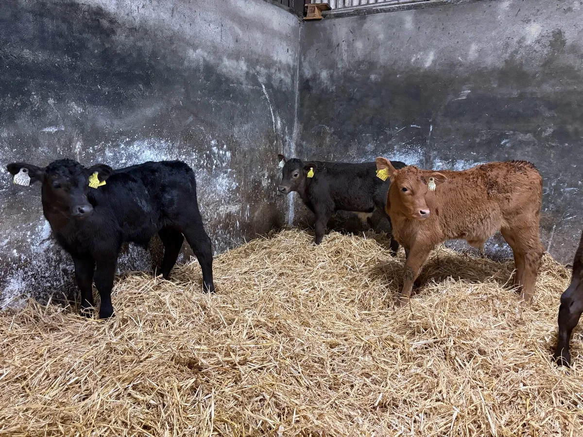 5 super 6 week old continteal bull calfs for sale - Image 4