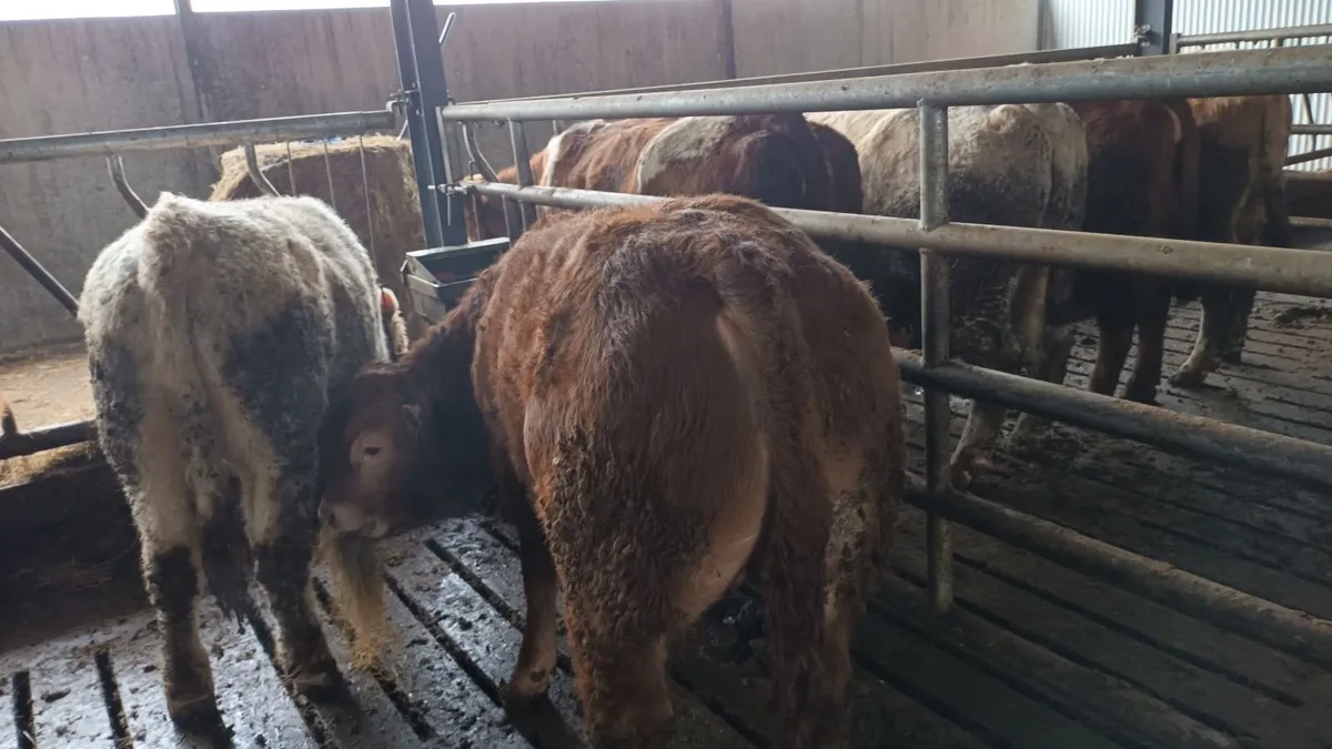 3 Top Quality Weanling Bulls for Sale Mohill Mart - Image 2