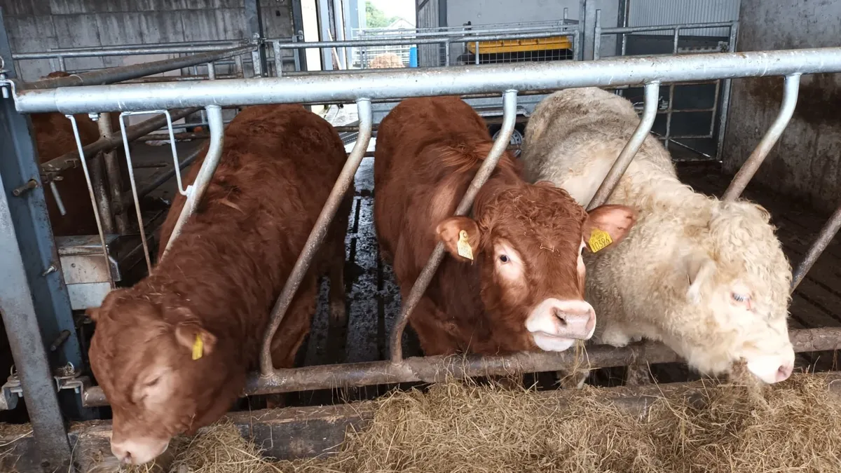 3 Top Quality Weanling Bulls for Sale Mohill Mart - Image 3