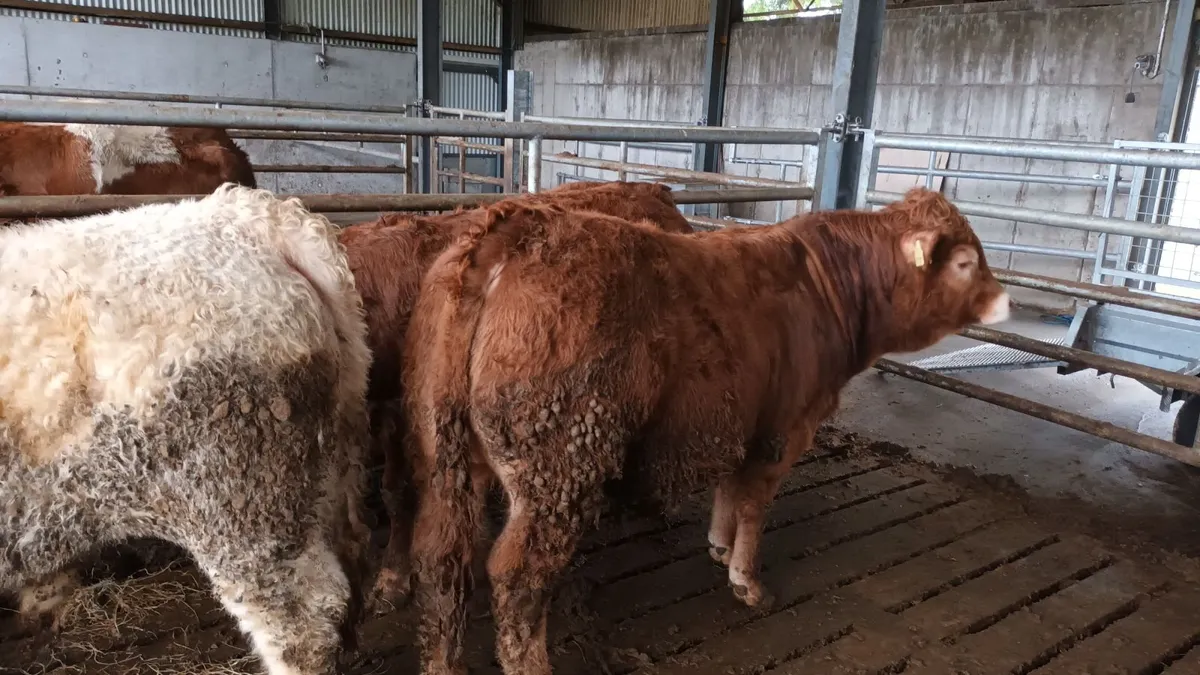 3 Top Quality Weanling Bulls for Sale Mohill Mart - Image 4