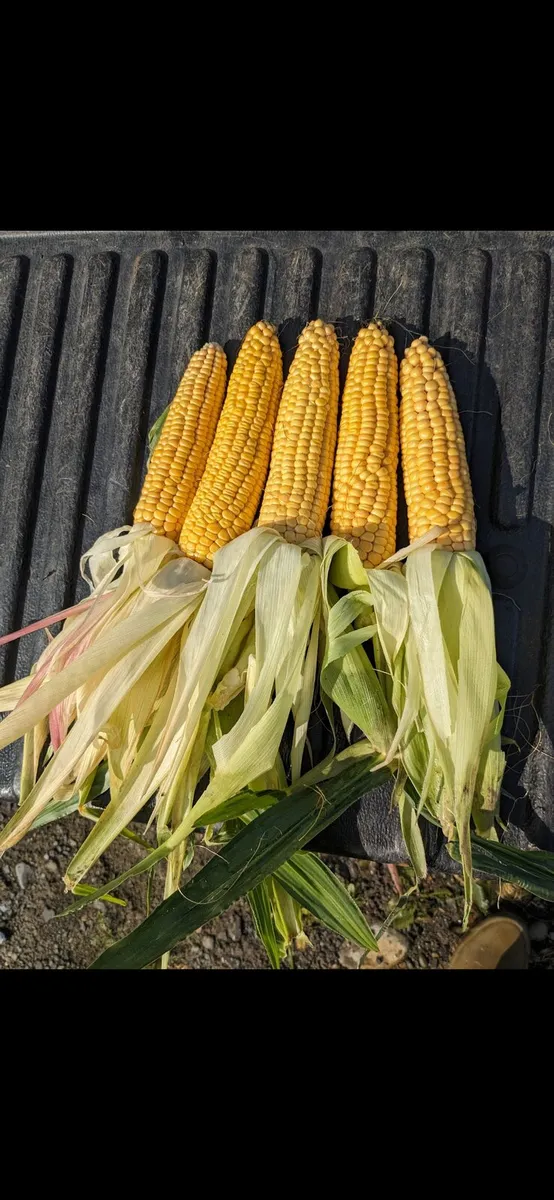 Maize For Sale - Image 2