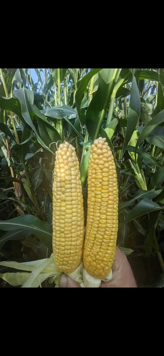 Maize For Sale - Image 3