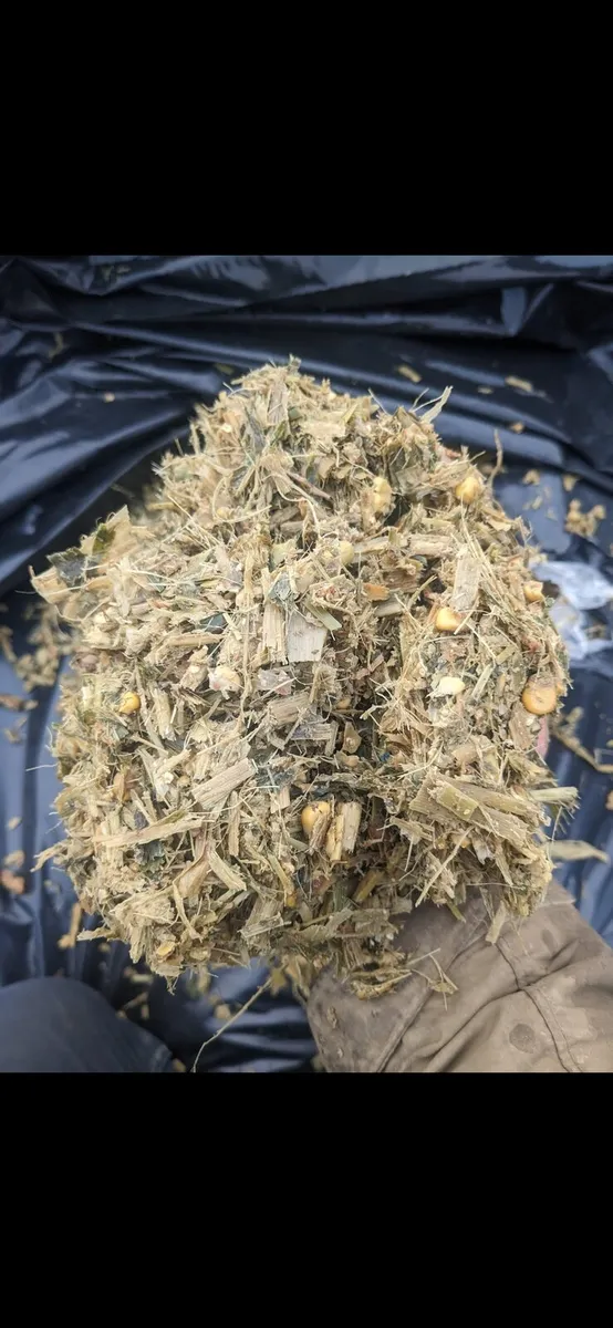 Maize For Sale - Image 4