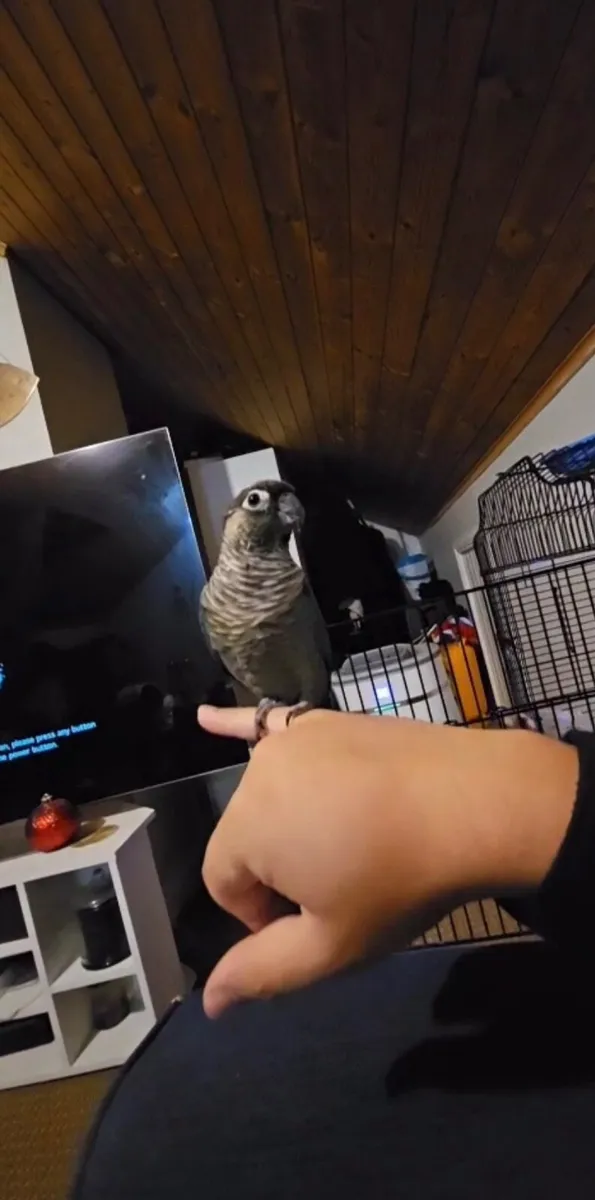 Zazzo .. is Green Cheek Turquoise Conure Parrot - Image 2