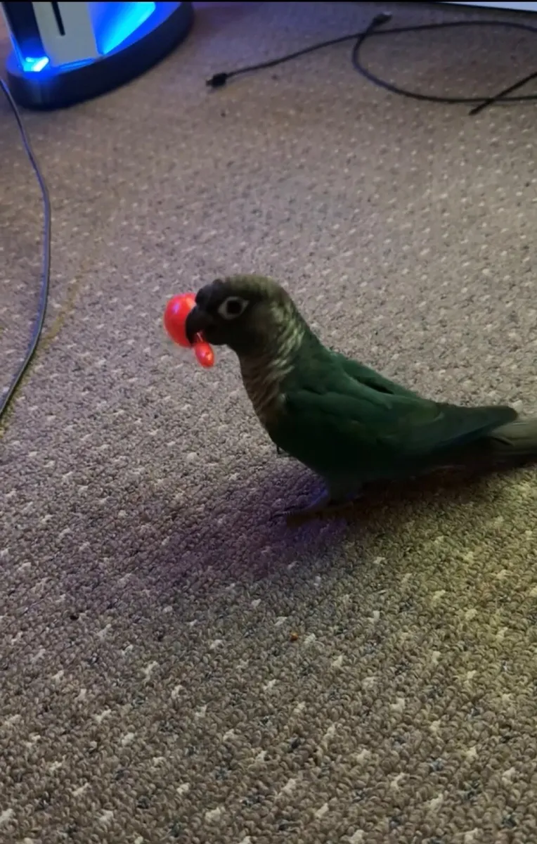 Zazzo .. is Green Cheek Turquoise Conure Parrot - Image 4