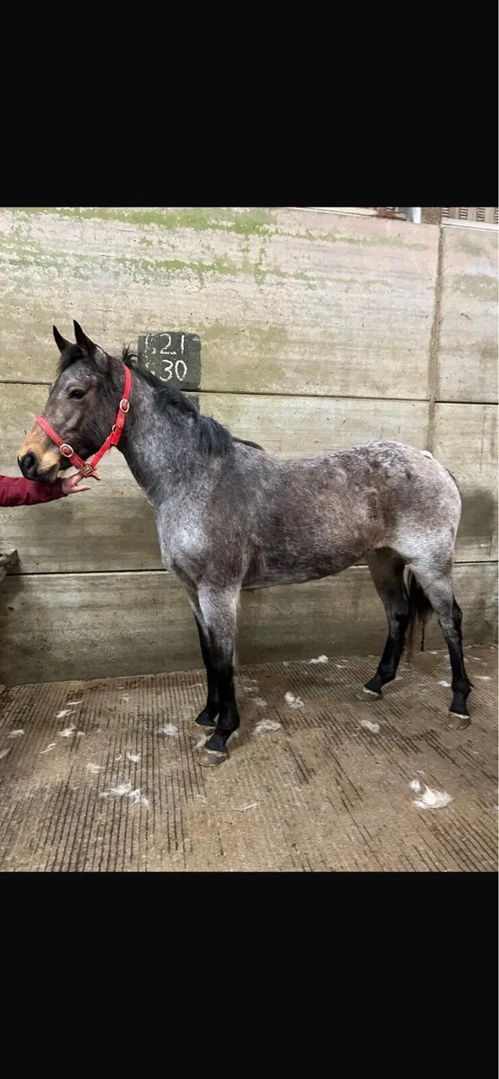 Strawberry roan breeding recorded 4 year old - Image 1