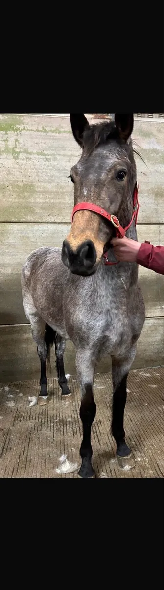 Strawberry roan breeding recorded 4 year old - Image 2