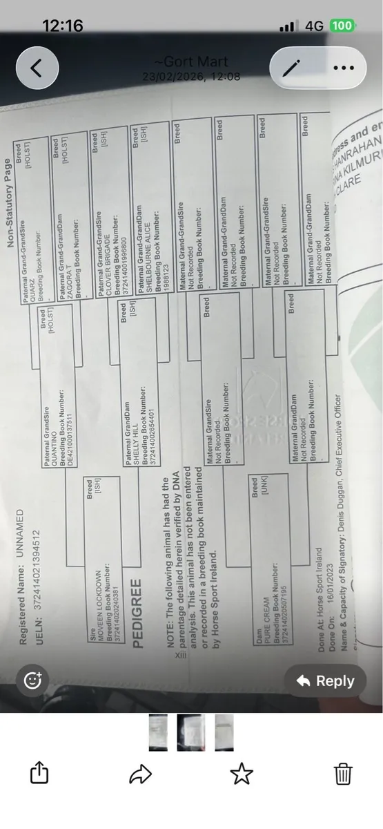 Strawberry roan breeding recorded 4 year old - Image 3