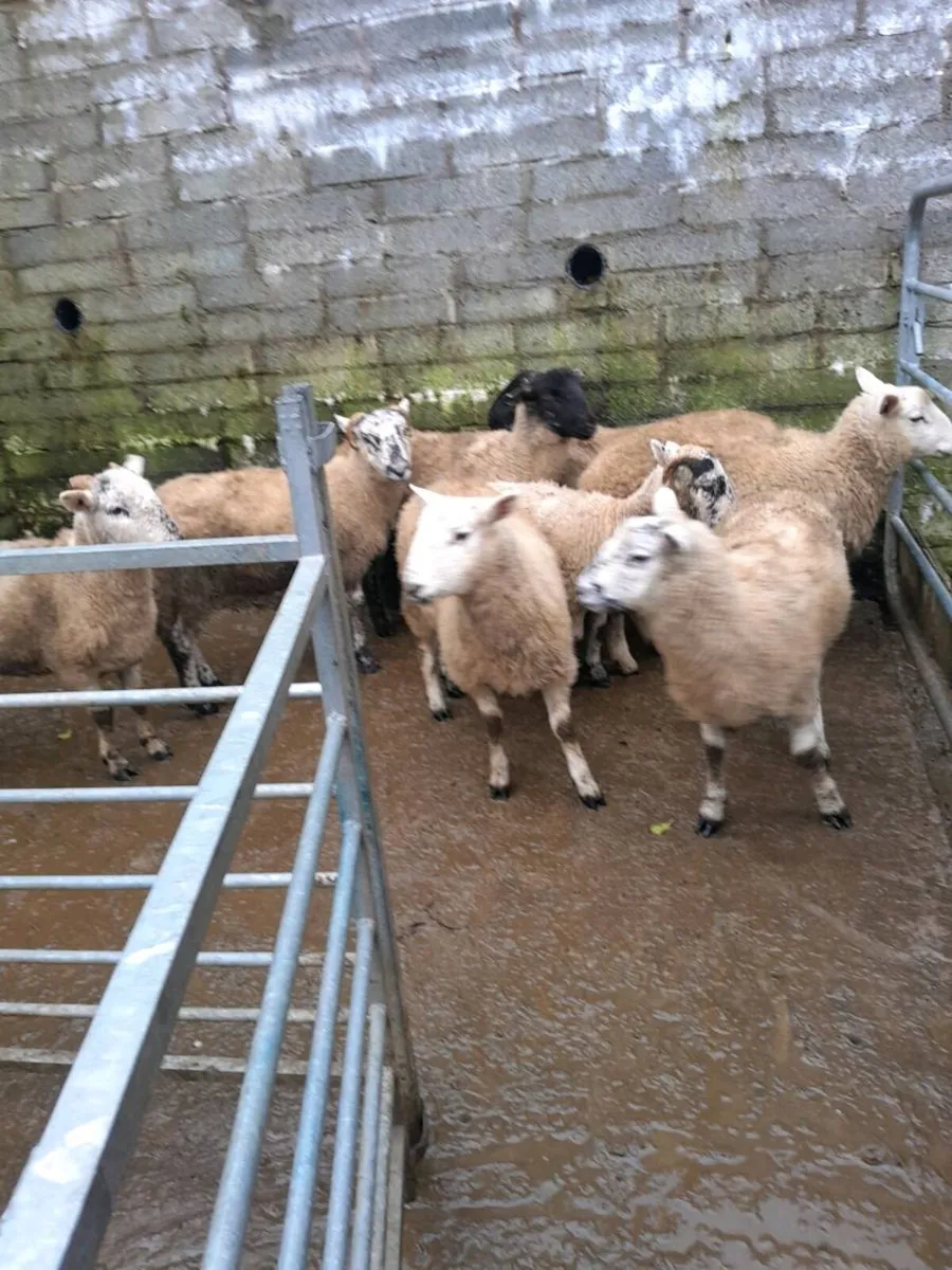 10 ewe lambs - Image 4