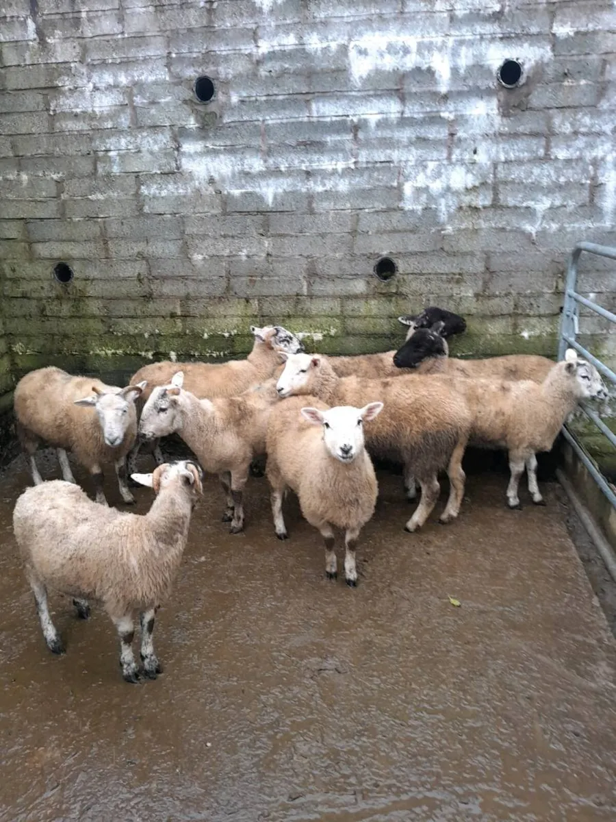 10 ewe lambs - Image 1