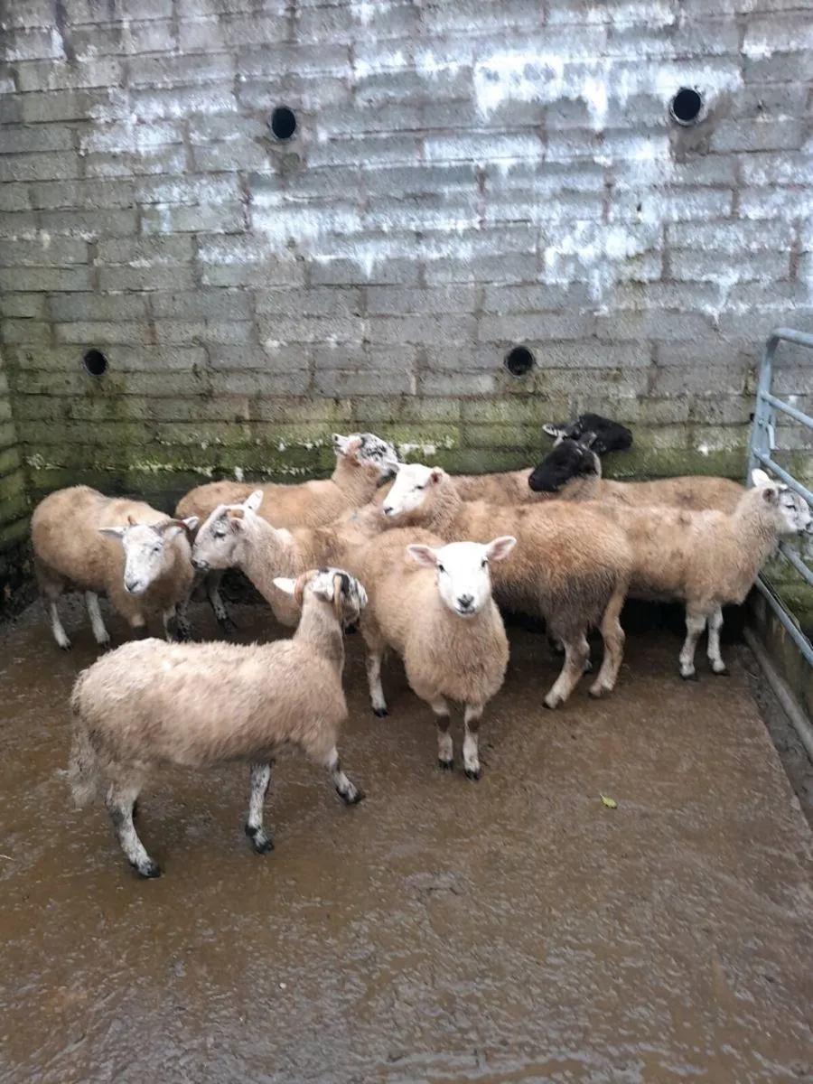 10 ewe lambs - Image 2