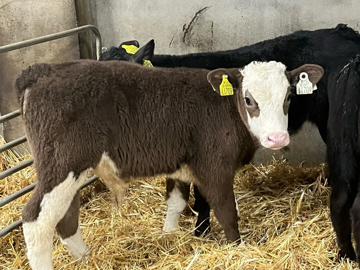 Serious 6/8 Week Old Bull Calves - Image 4