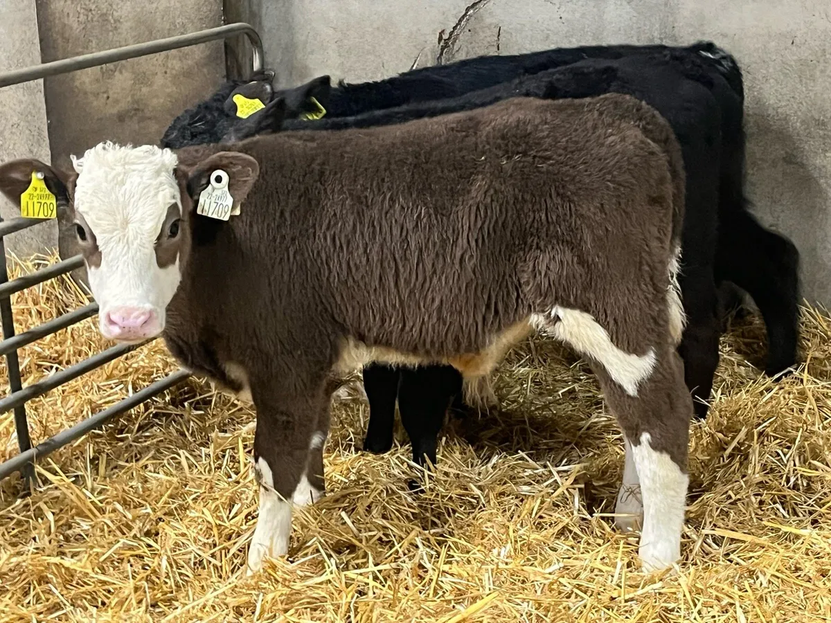 Serious 6/8 Week Old Bull Calves - Image 3