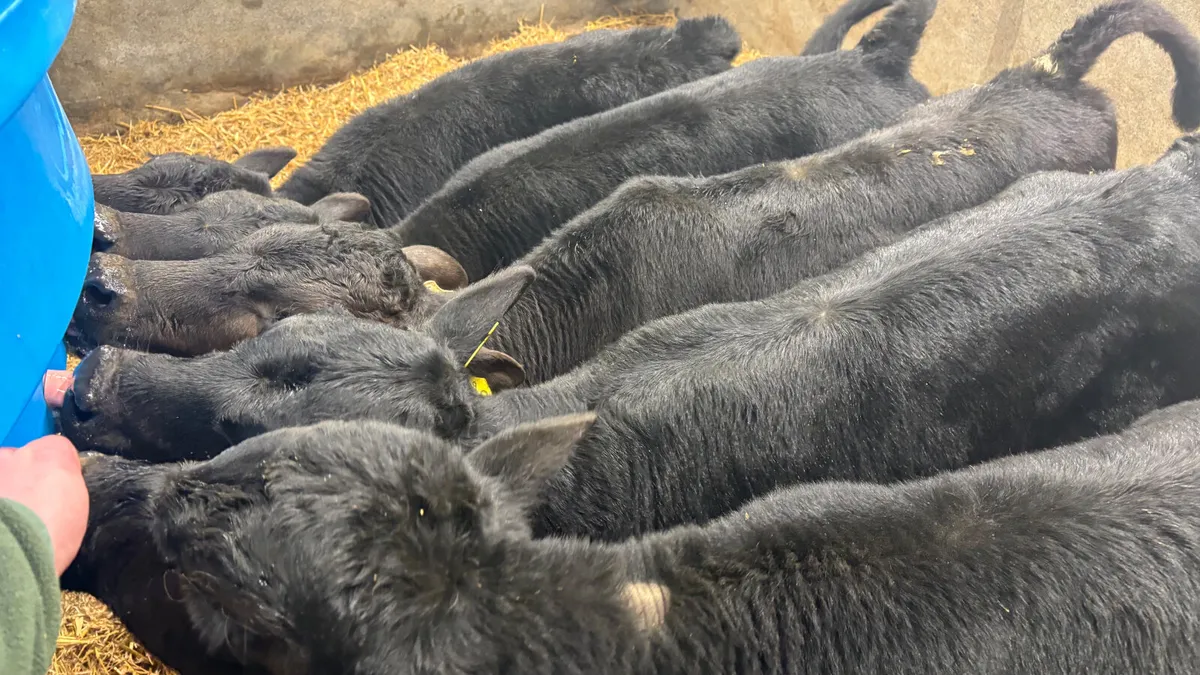 5 Quality Angus Bull Calves - Image 4