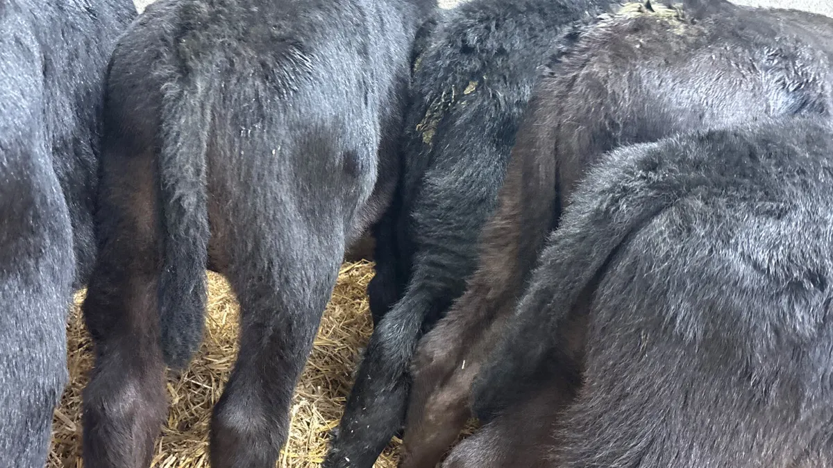 5 Quality Angus Bull Calves - Image 2