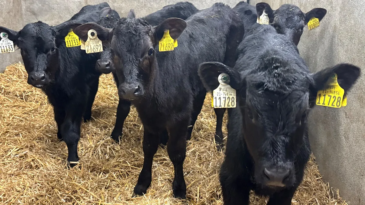 5 Quality Angus Bull Calves - Image 3