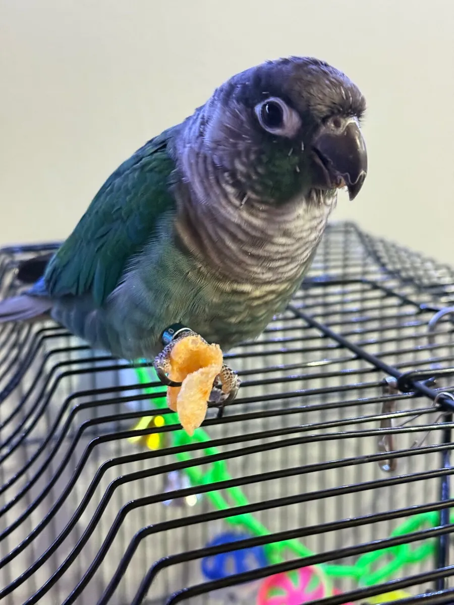 Zazzo .. is Green Cheek Turquoise Conure Parrot - Image 1