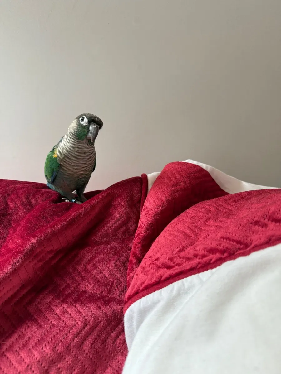 Zazzo .. is Green Cheek Turquoise Conure Parrot - Image 1