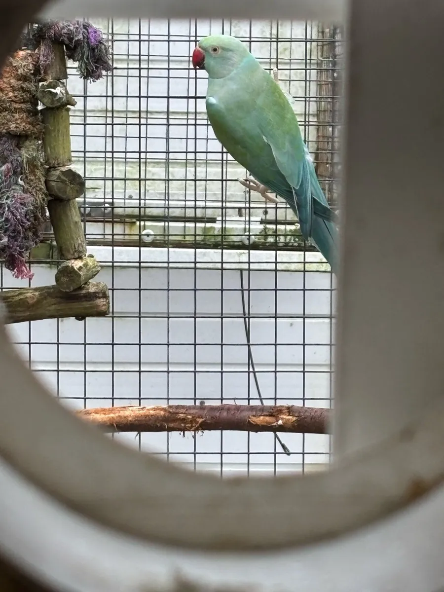 Turquoise blue ringneck - Image 2