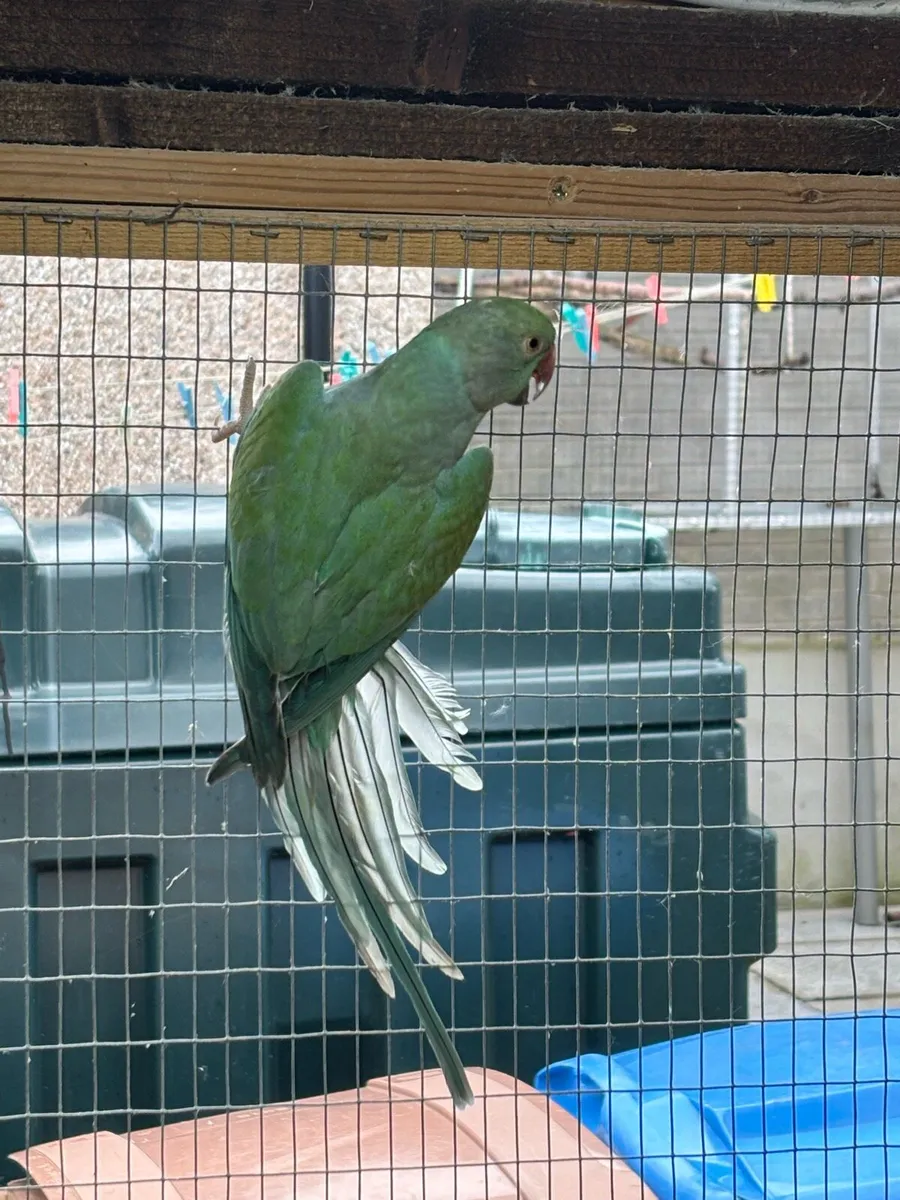 Turquoise blue ringneck - Image 1
