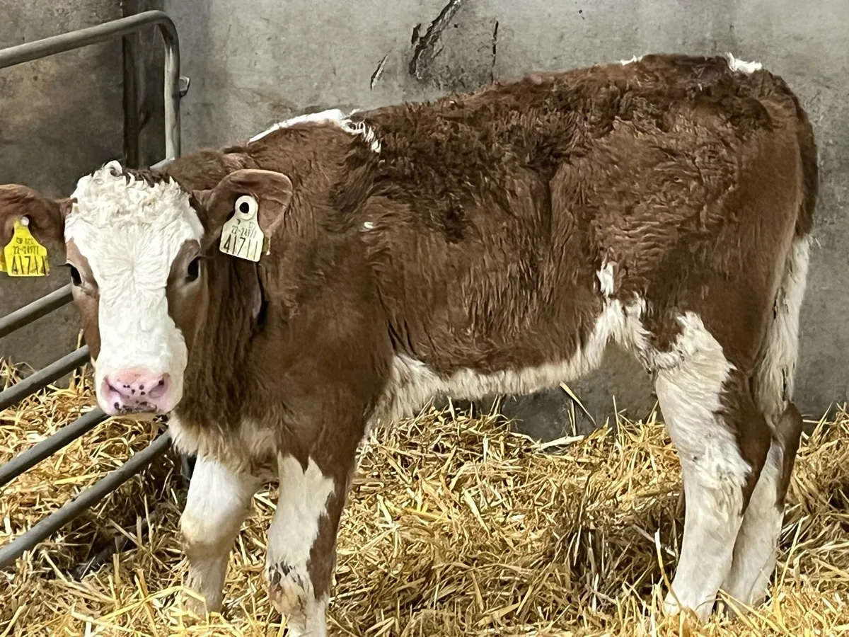 Serious Red SIM Heifer Calf - Image 2