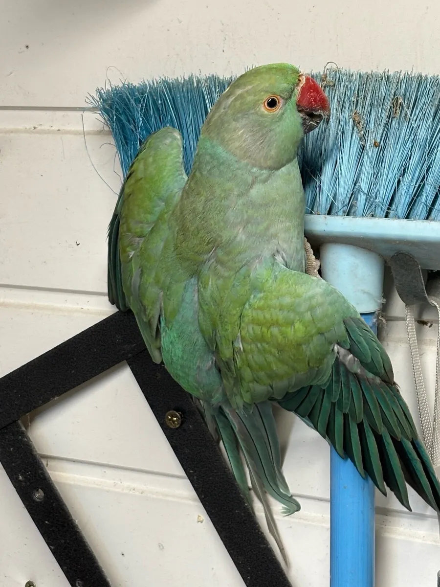 Turquoise blue ringneck - Image 3