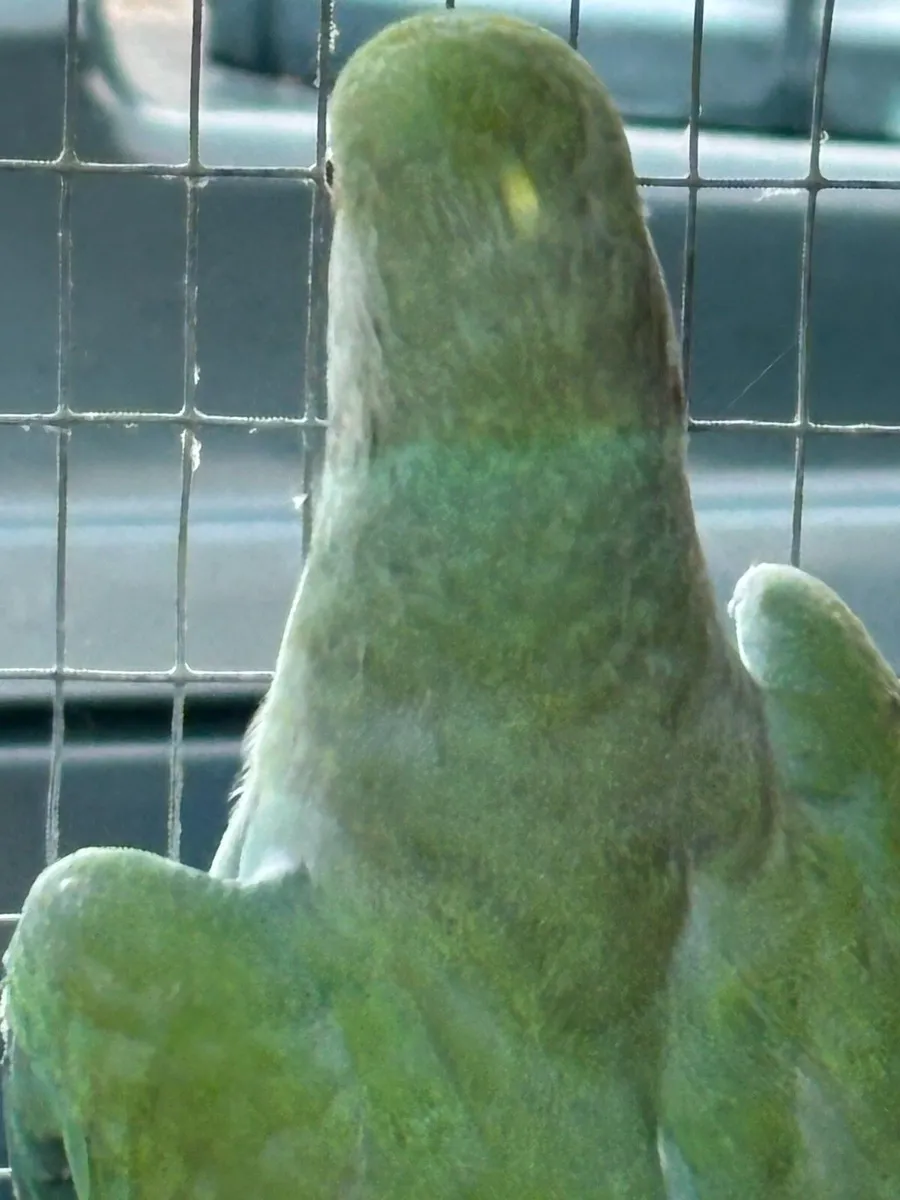 Turquoise blue ringneck - Image 4