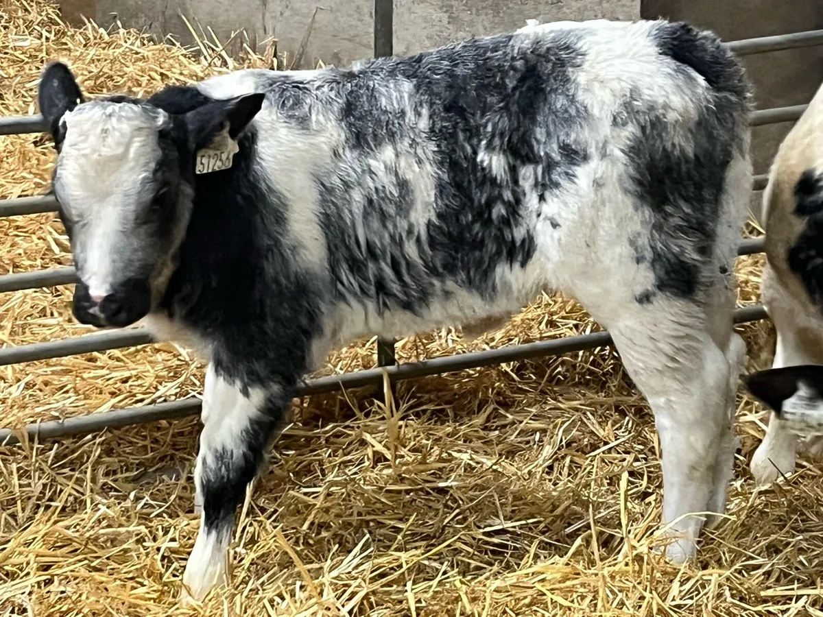 Serious Red SIM Heifer Calf - Image 4