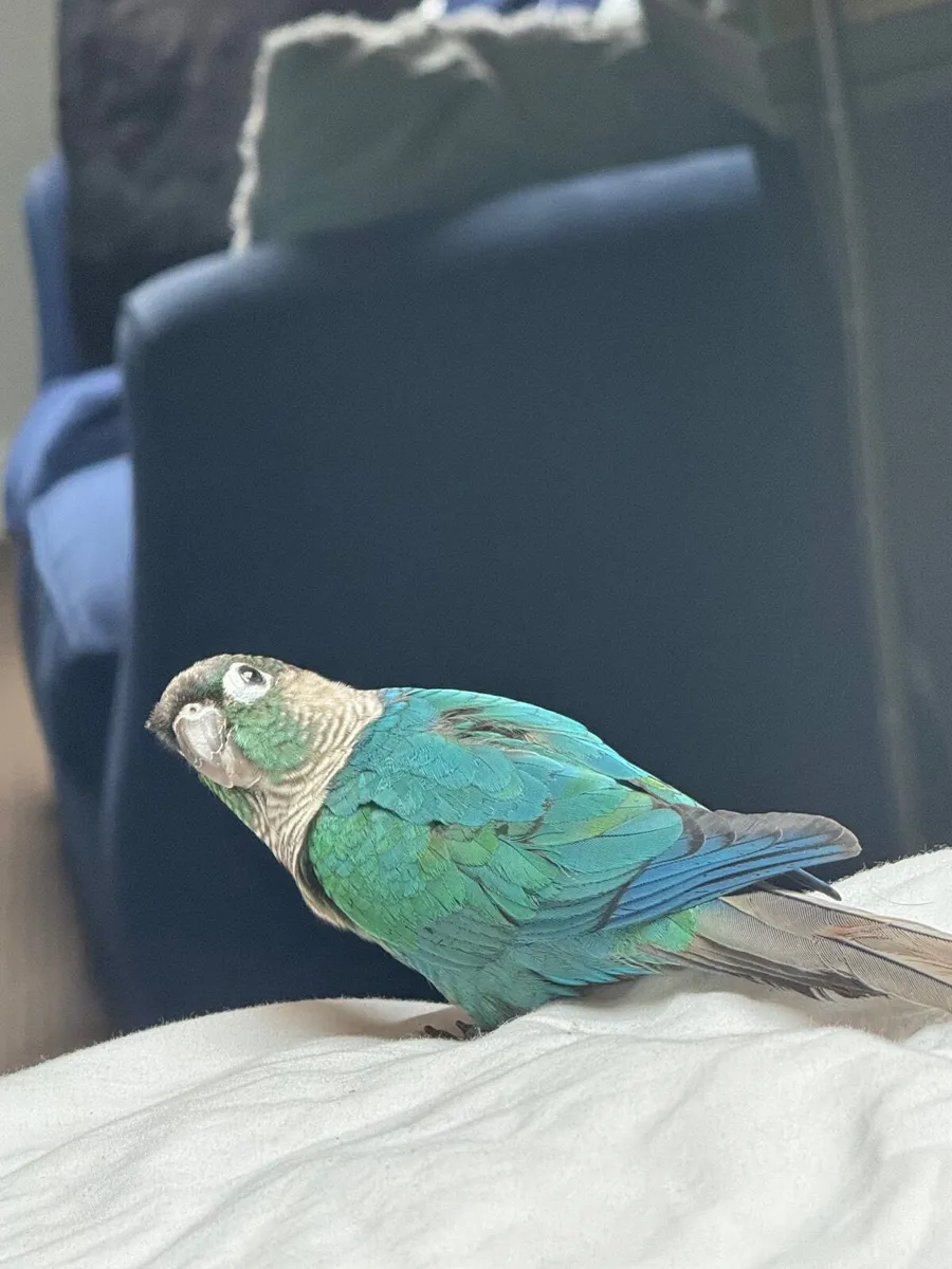Zazzo .. is Green Cheek Turquoise Conure Parrot - Image 3