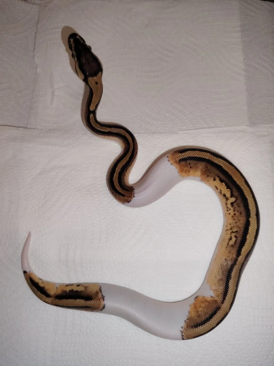 Ball Pythons - Image 1