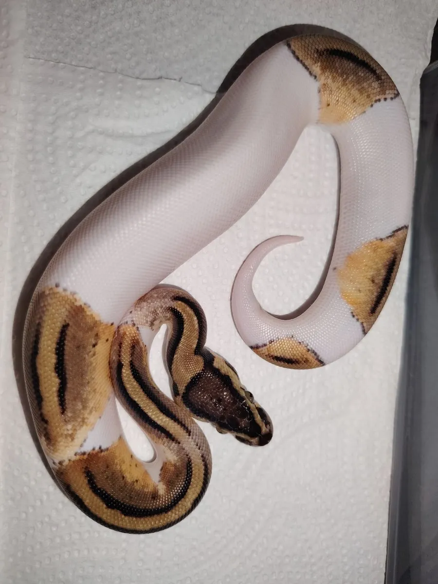 Ball Pythons - Image 2