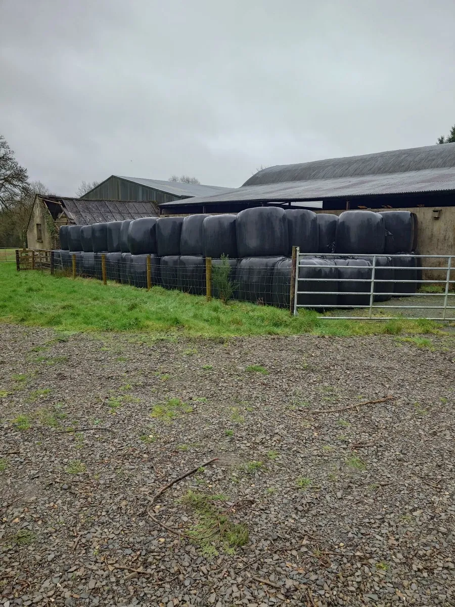 Silage - Image 2