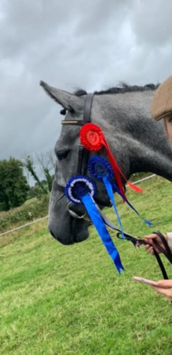 5yr old Irish Draught Mare - Image 3